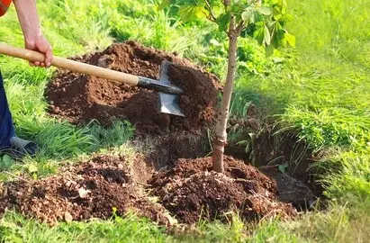 Посадка Деревьев в Астане